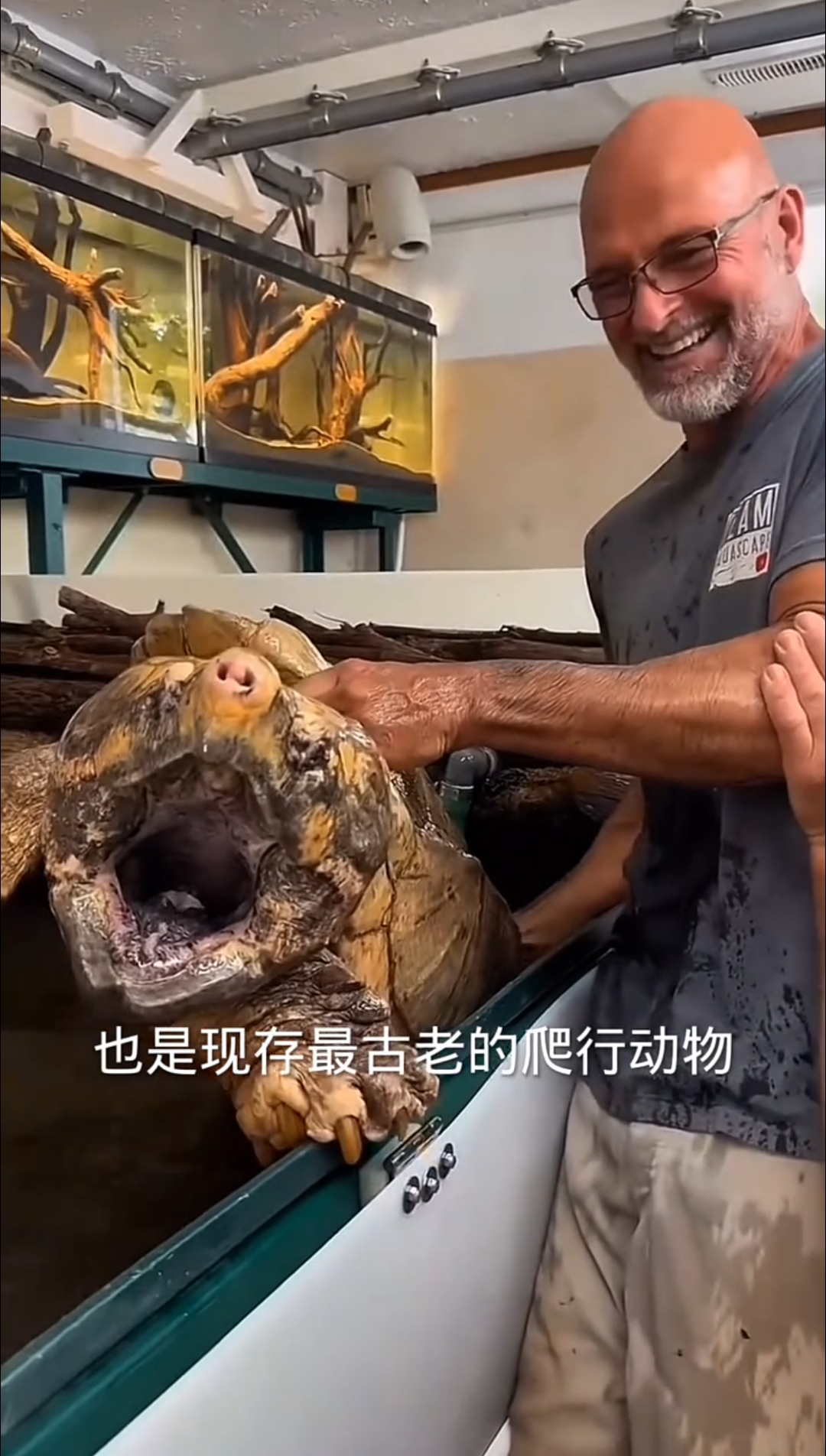 鳄龟看着太凶悍了! 这压迫感堪比鳄鱼