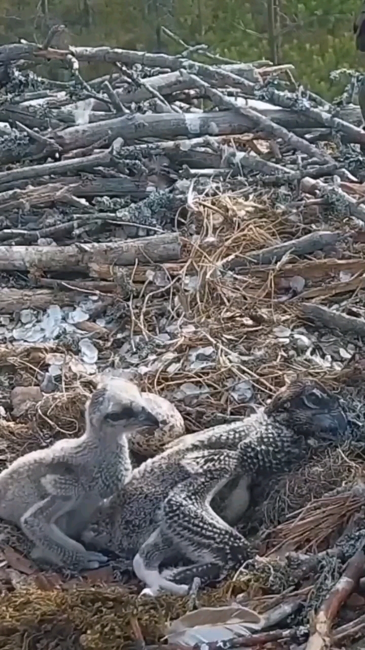 两只鱼鹰幼鸟等待食物时,竟然开始了窝里斗 