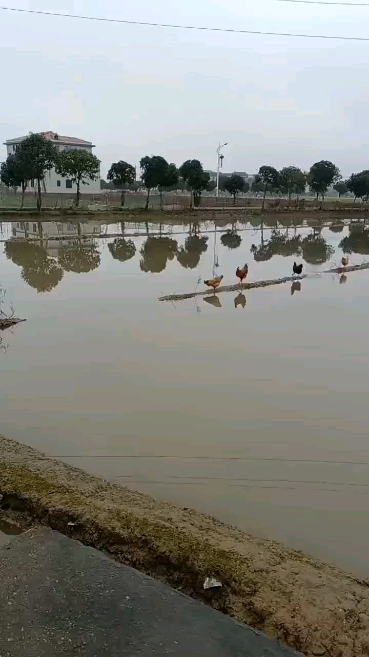 小鸡过河,每只鸡的性格都不一样!
