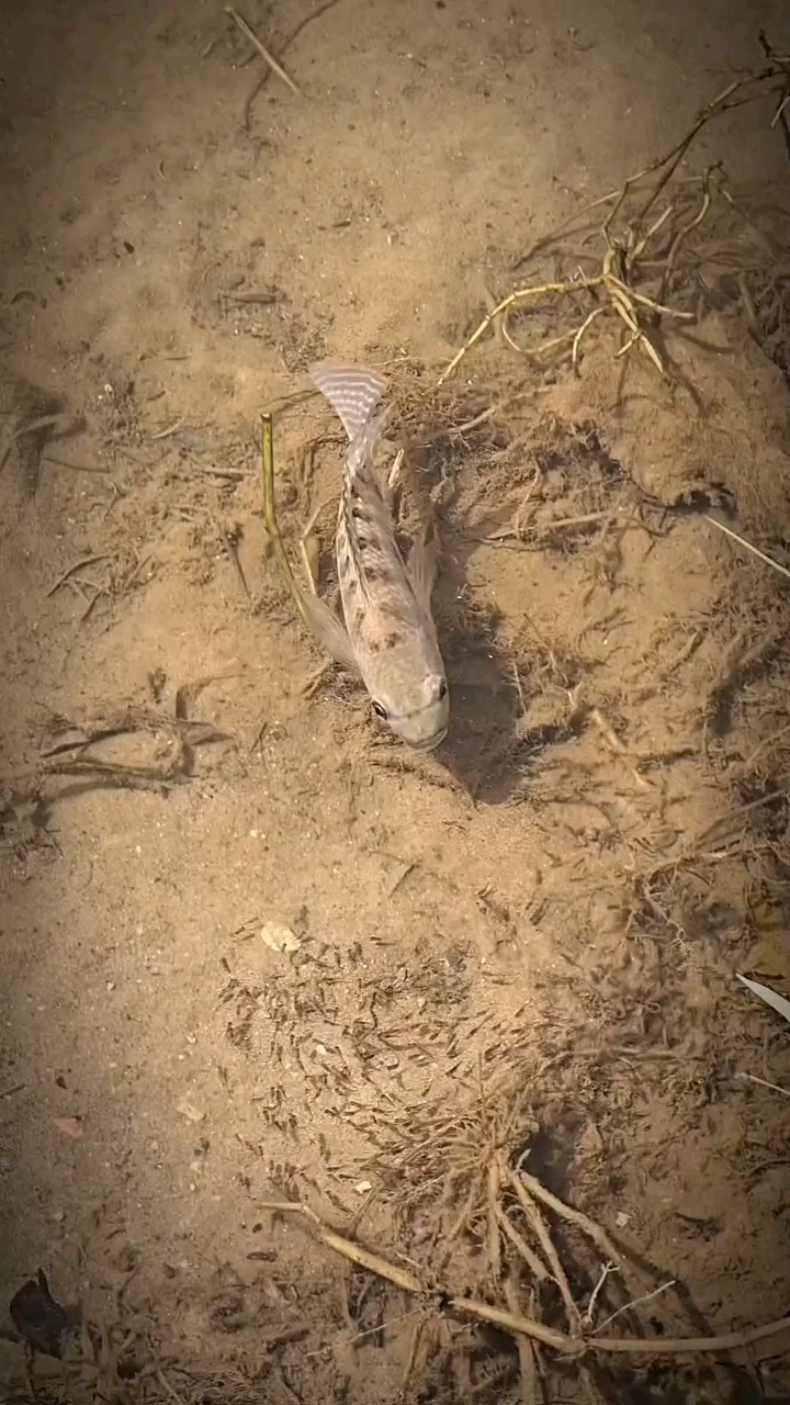 万物皆有灵！看似大鱼在吃小鱼，实则在保护小鱼