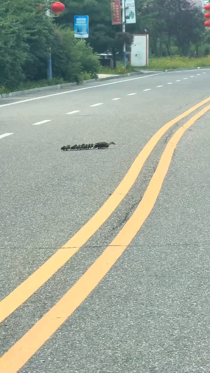 鸭妈妈悄咪咪的带着小鸭子过马路，好心司机停车耐心等待