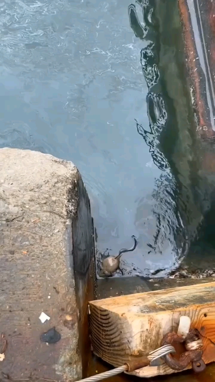 长相特别怪异的鱼,你知道这是什么鱼吗? 