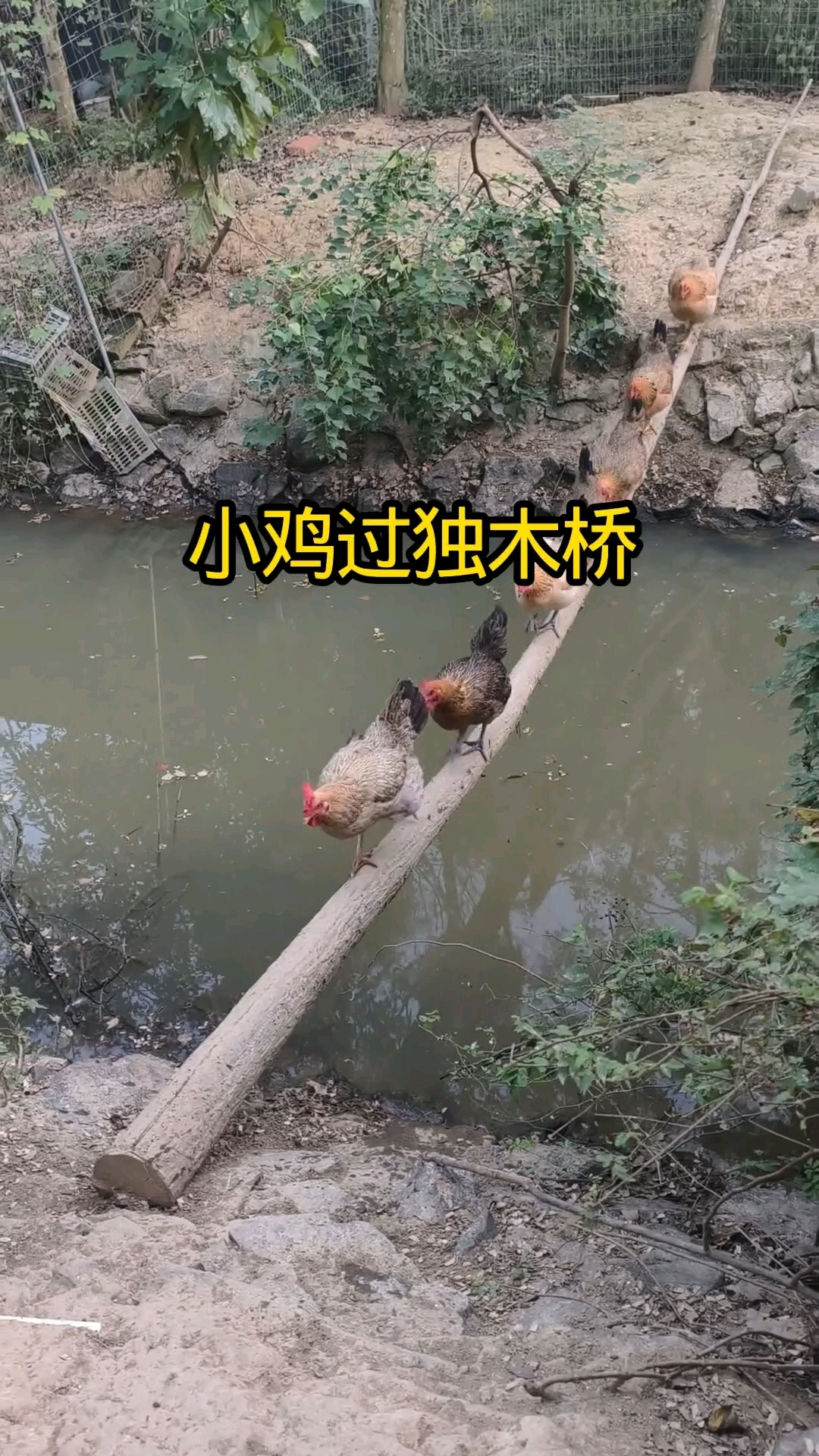 小鸡过河，各显本领，虽然方式不同，但却殊途同归！