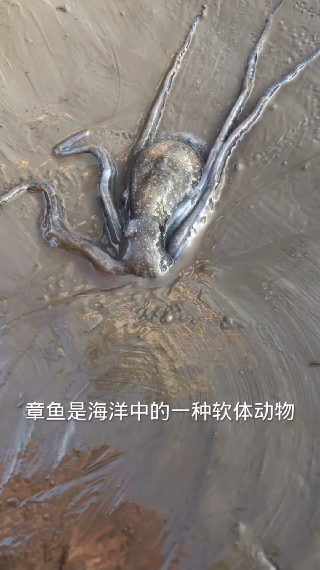 章鱼这身体仿佛能变成各种形态,如同水做的一般,太神奇了!