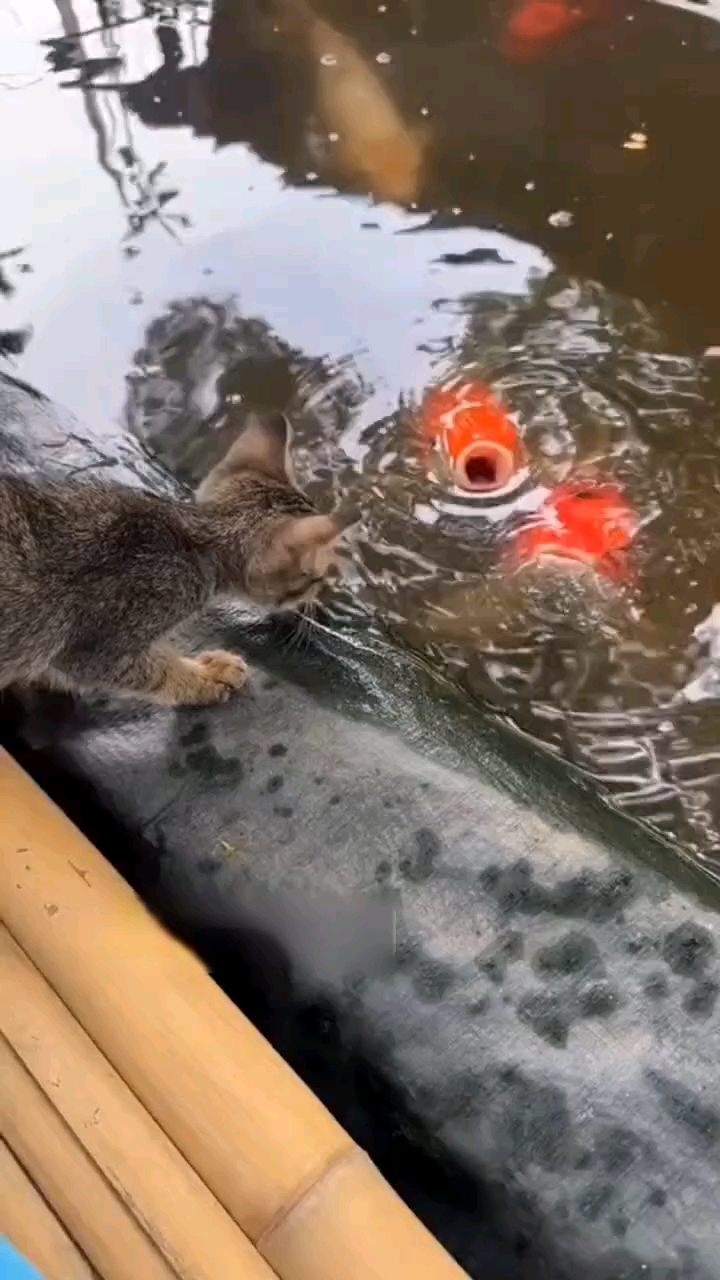 小猫太可爱了,连鱼儿都想亲一口 