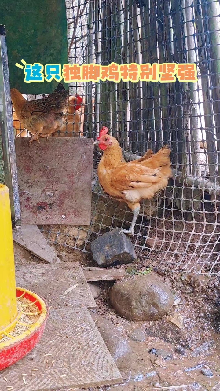 坚强的独脚鸡!