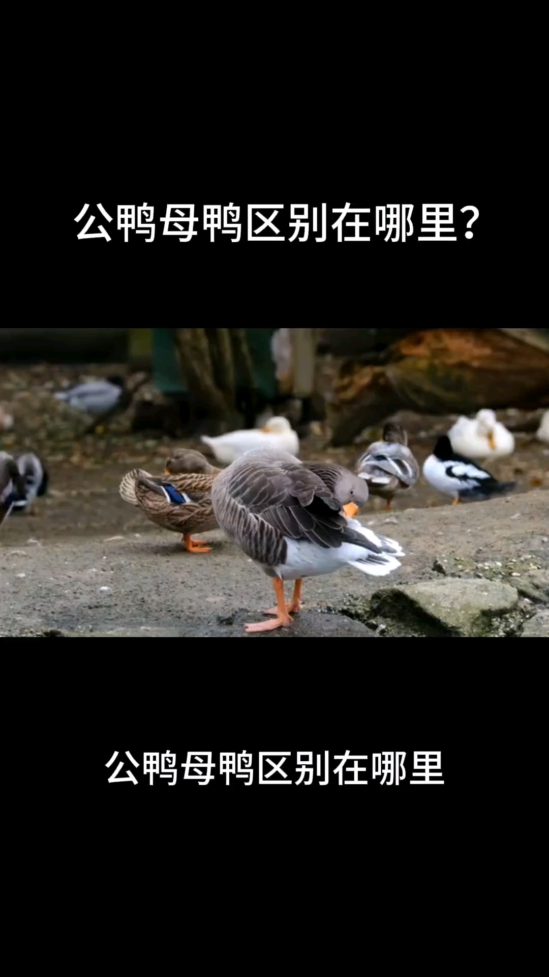 公鸭母鸭区别在哪里?