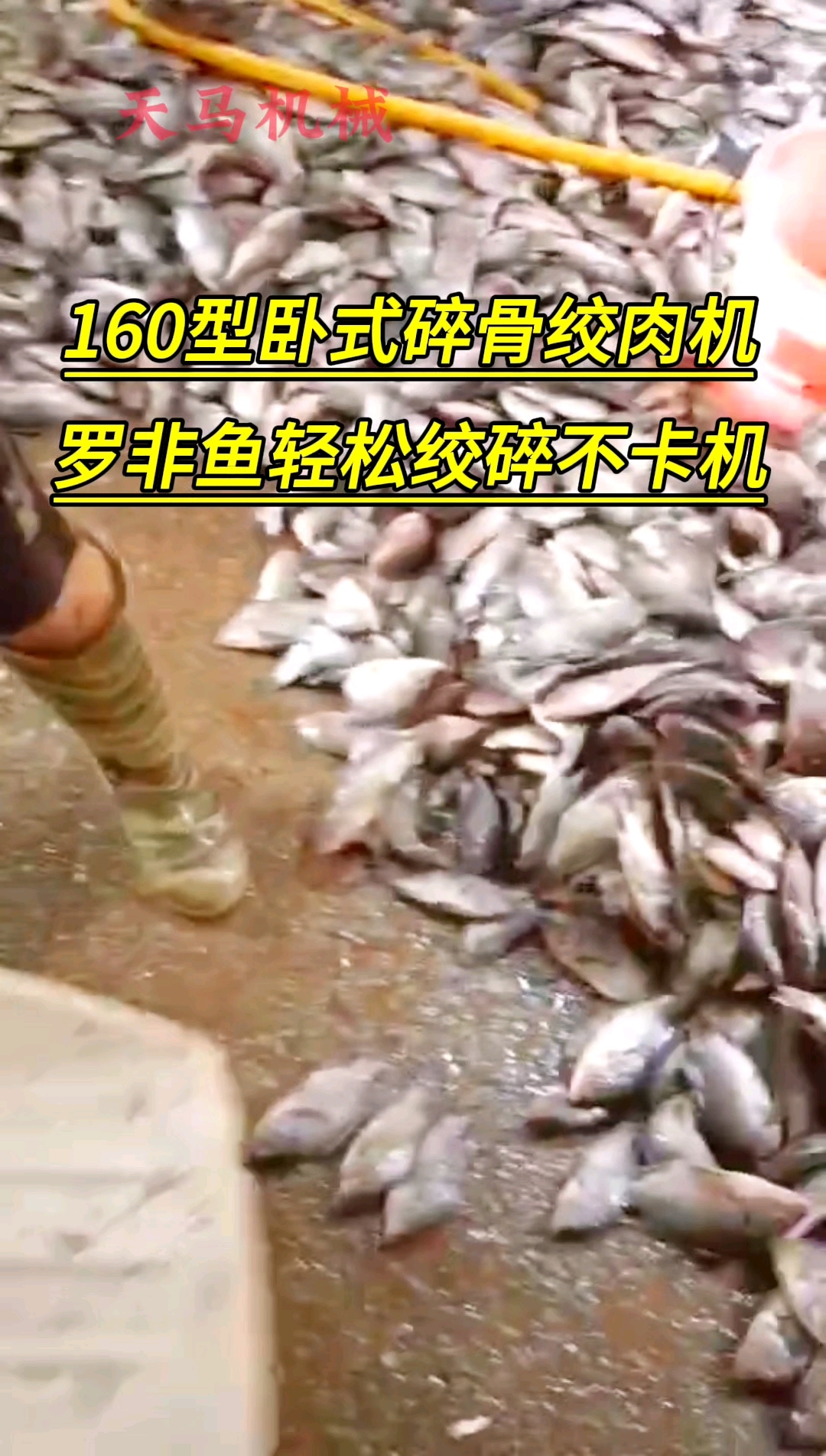 《客户使用视频》160型卧式碎骨绞肉机,罗非鱼轻松绞碎