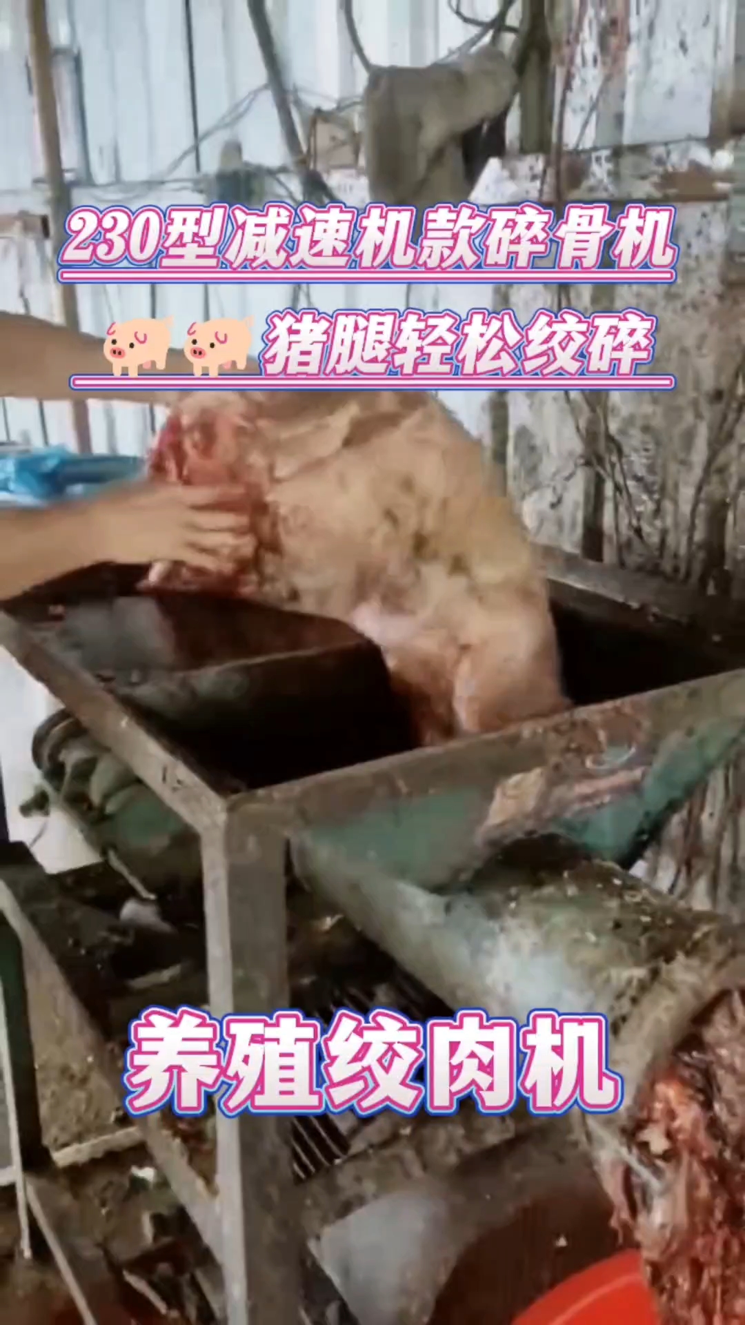 《客户使用反馈》230型减速机款碎骨绞肉机,猪腿轻松绞碎,