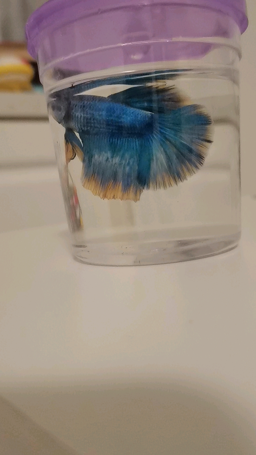 小斗鱼到家第一天,希望能活一个星期!