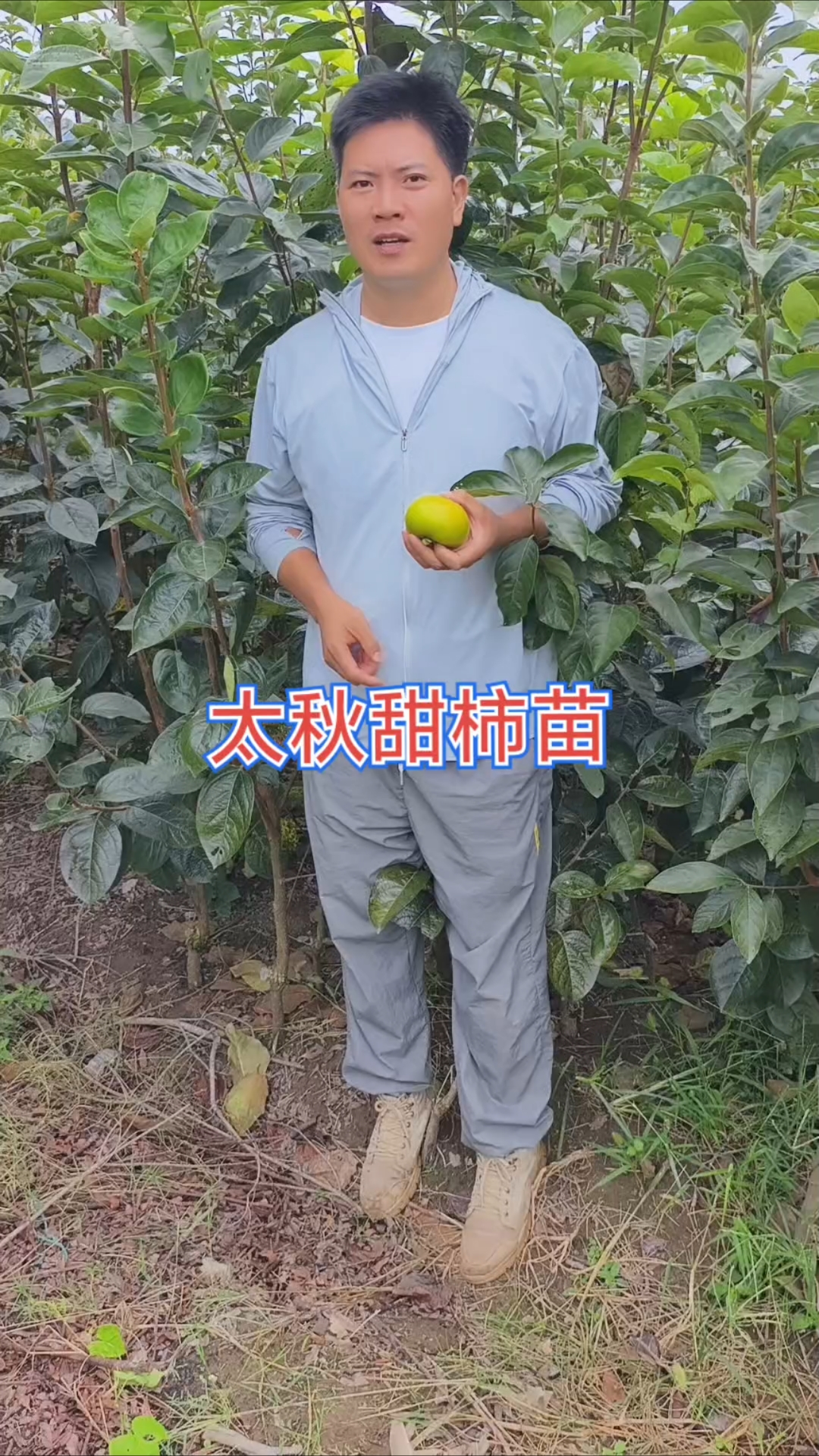 太秋甜柿树上摘下直接食用,不用脱涩口感脆甜,柿子苗果树种植
