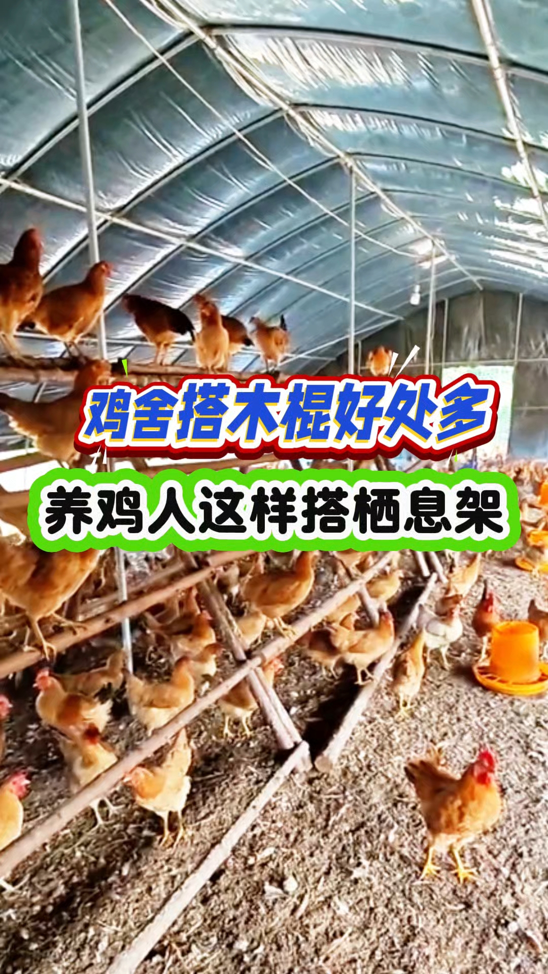 鸡舍搭木棍栖息架,散养鸡架这样搭