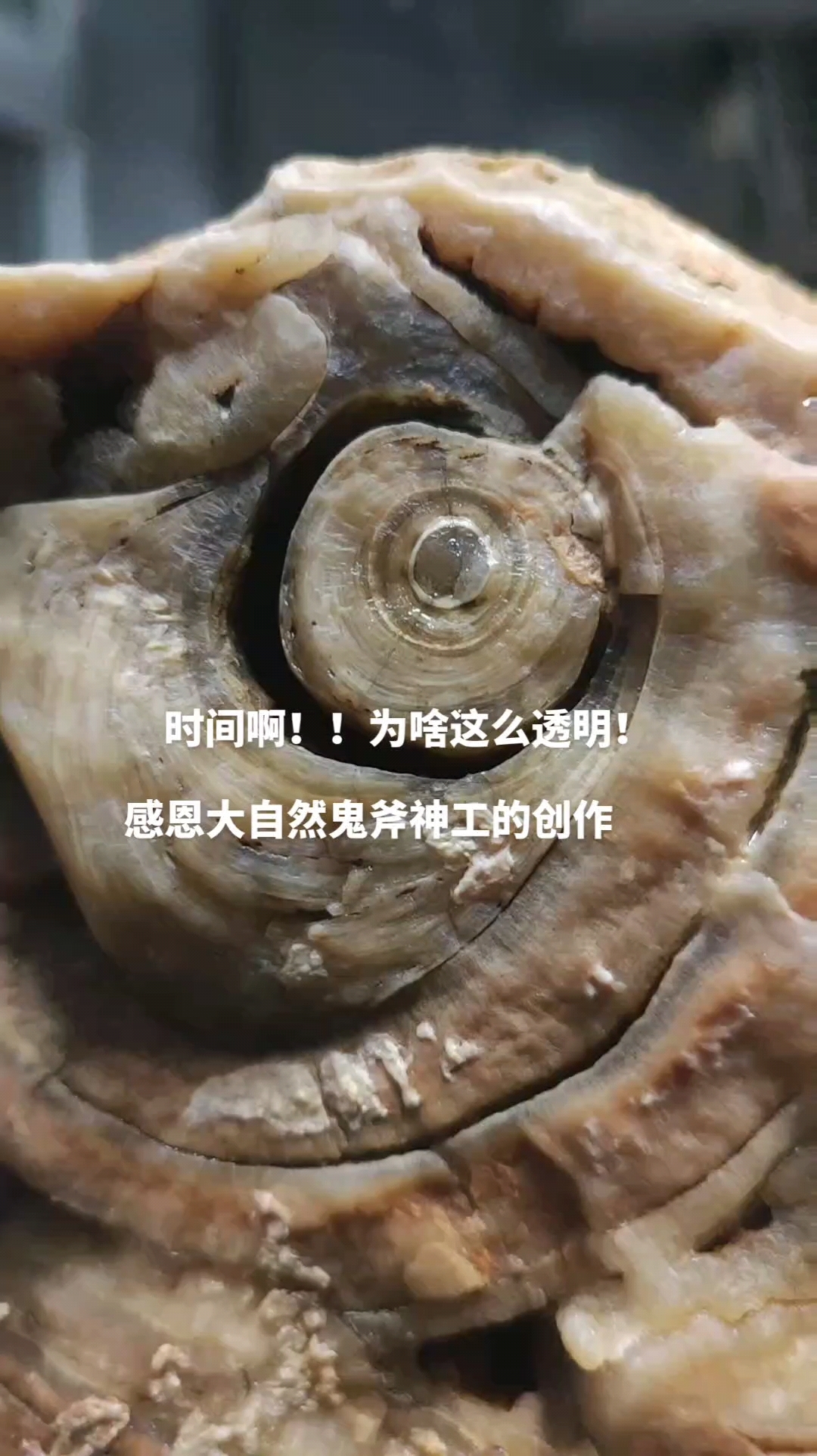 我的收藏奇石鱼化龙,行吗?