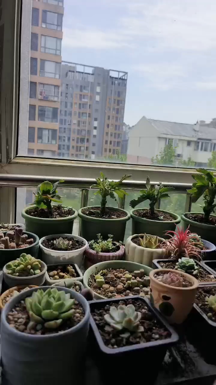 多肉植物阳台养殖
