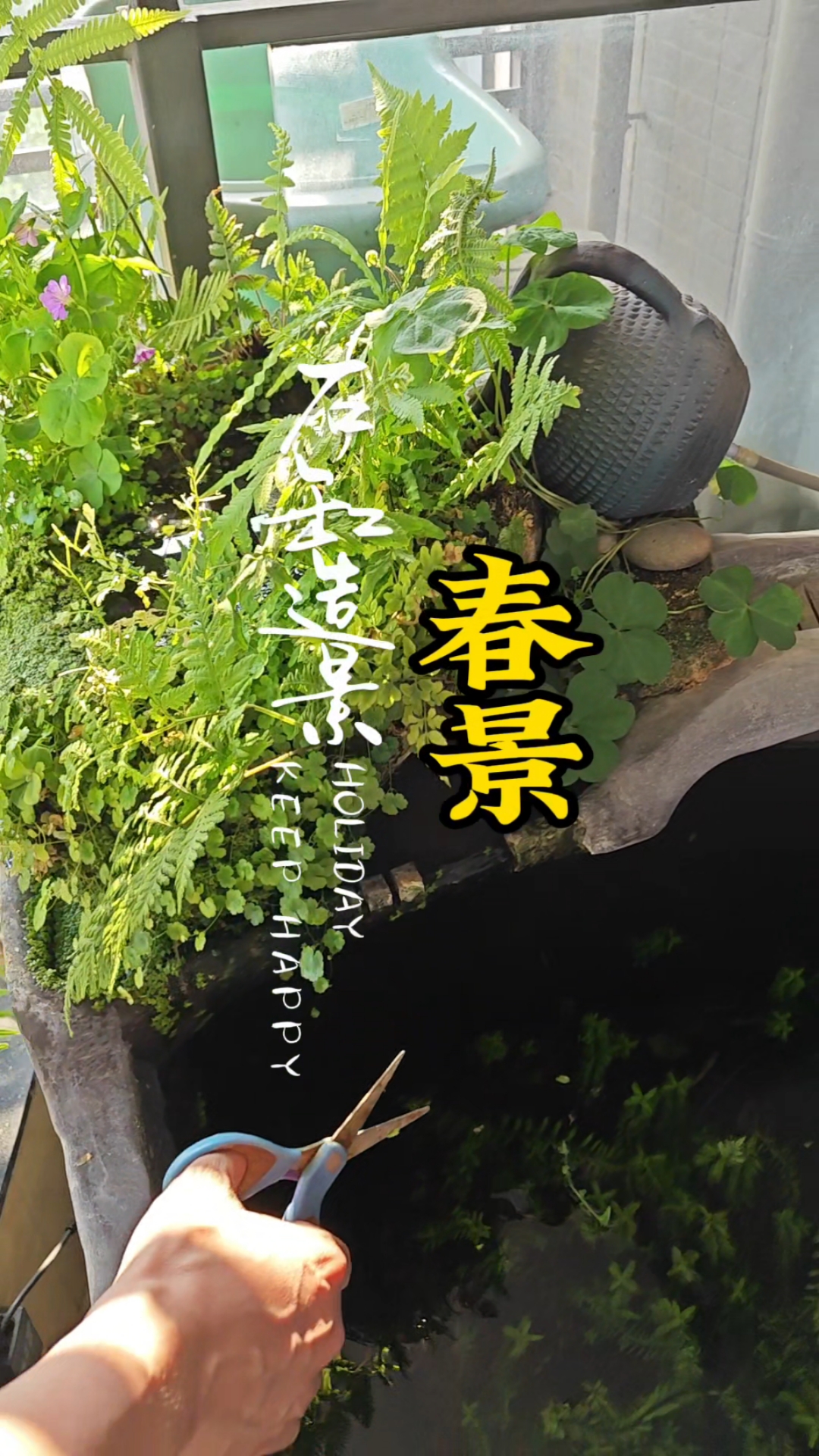 修剪下我阳台的石头鱼缸