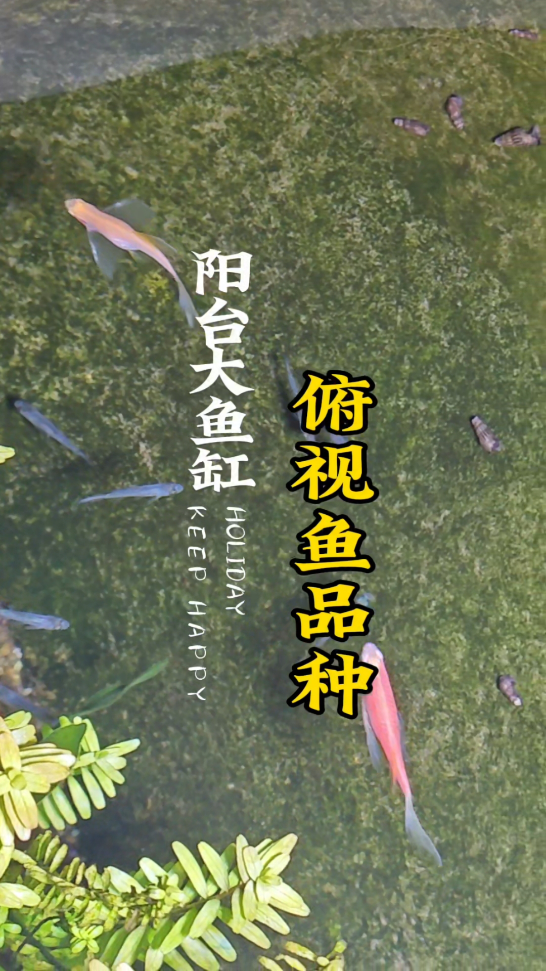 适合鱼缸俯视的观赏鱼品种