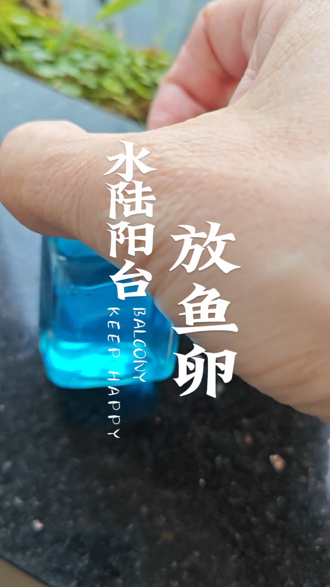 水陆阳台尝试孵化150颗观背青鳉鱼卵