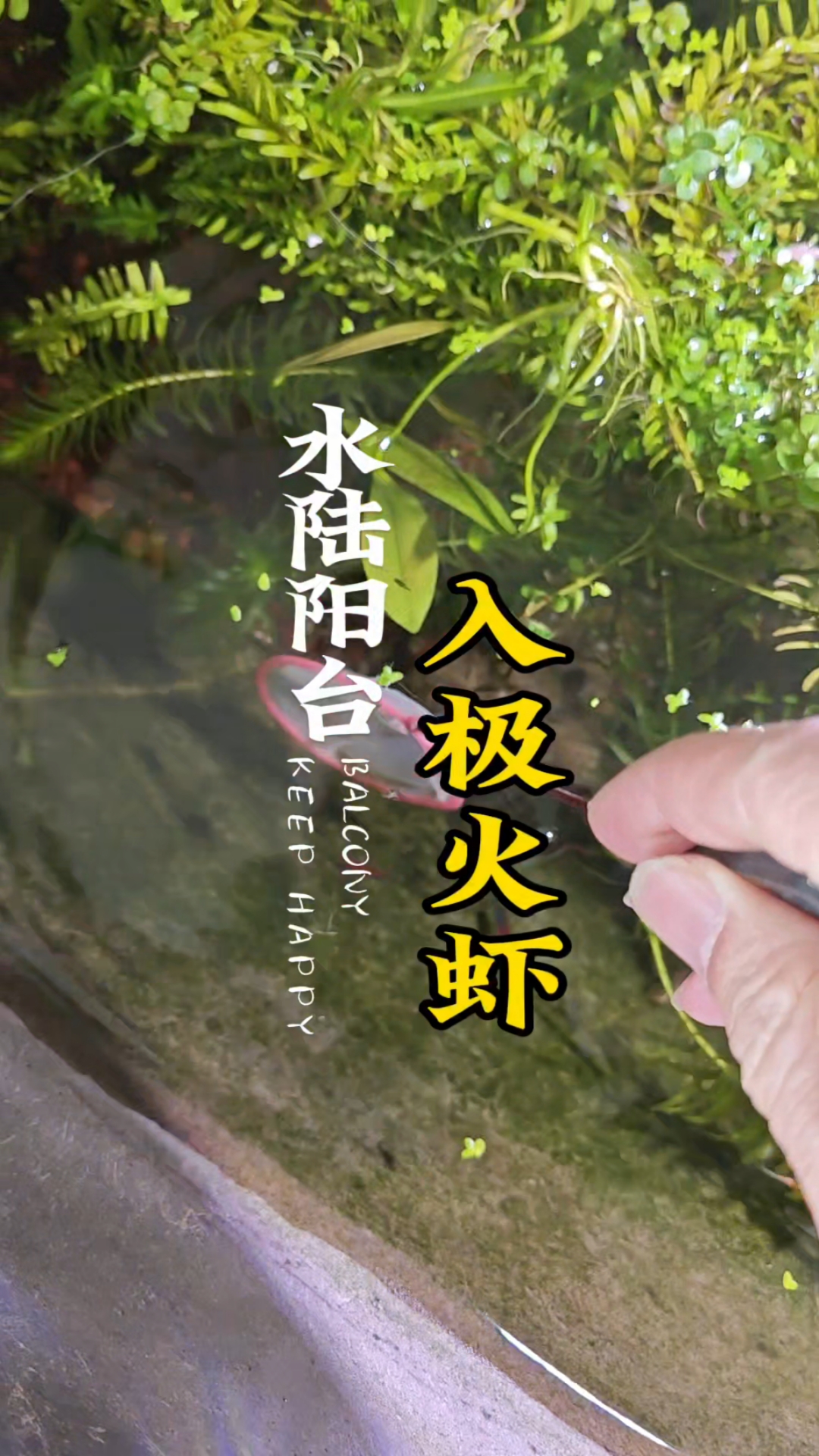 从大鱼缸捞几只极火虾到水陆阳台