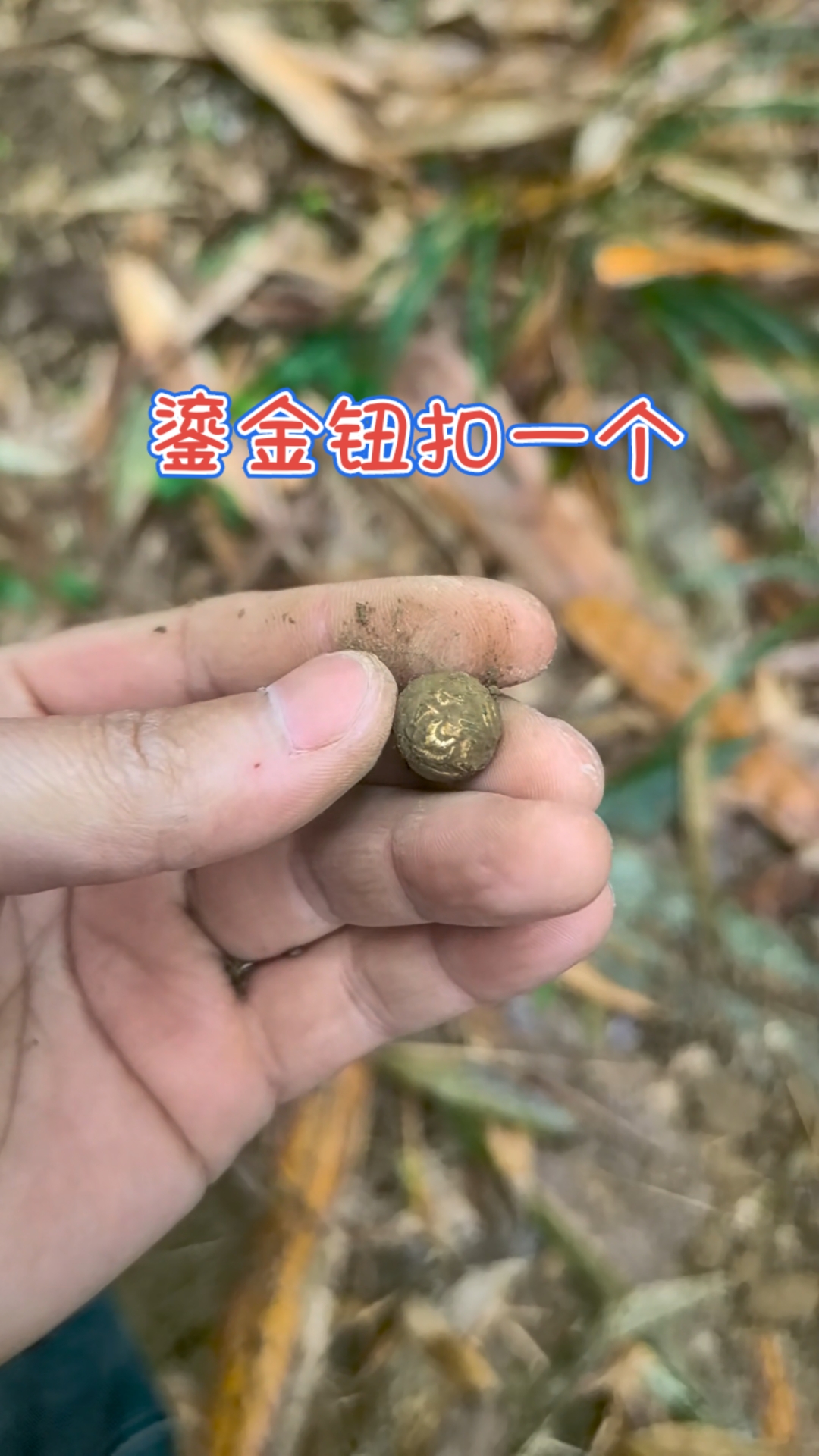 户外探宝出小黄鱼,鎏金钮扣一个。#真实户外#户外寻宝现场实拍