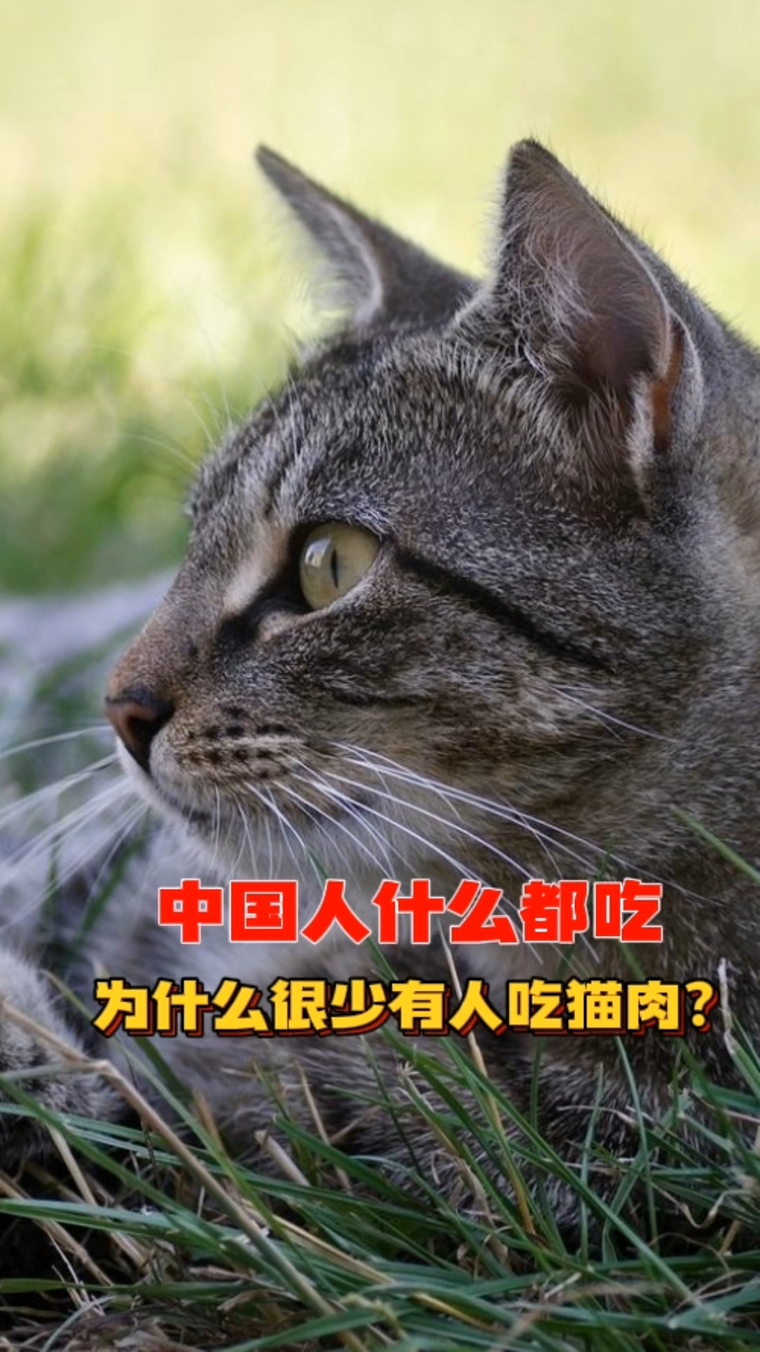 中国人什么都吃，为啥很少有人吃猫肉？