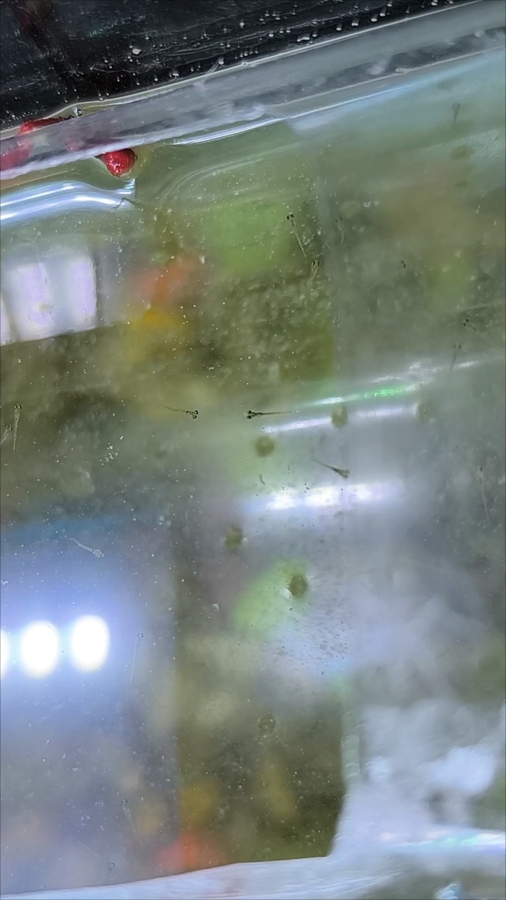 第六天的斑马鱼宝宝