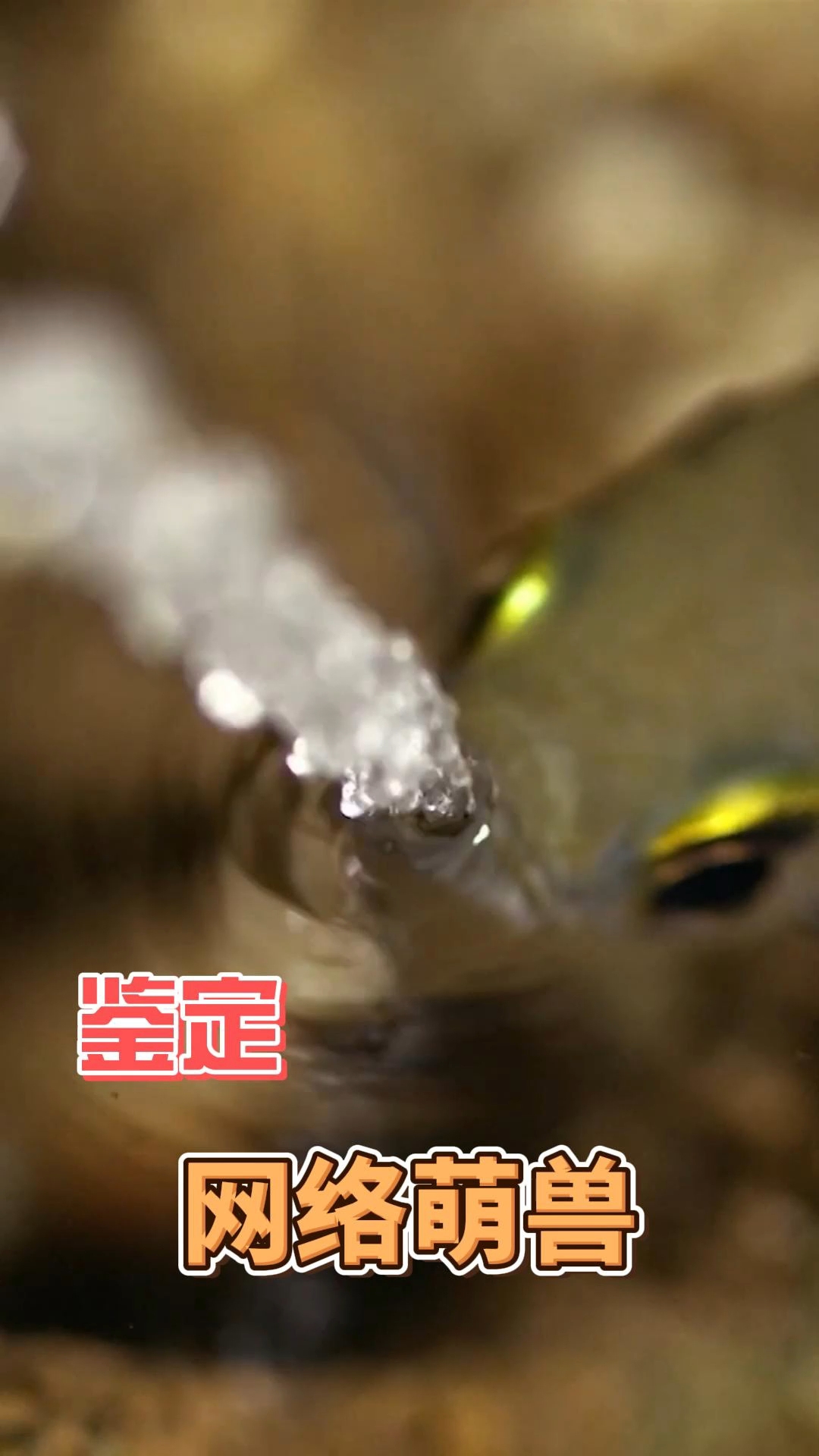 射水鱼 ,熊蜂热门生物