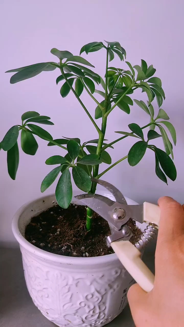 鸭脚木修剪养护分享