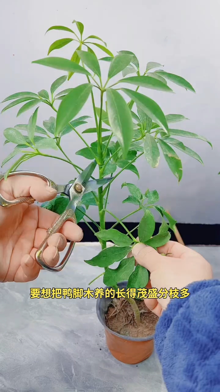 鸭脚木修剪养护