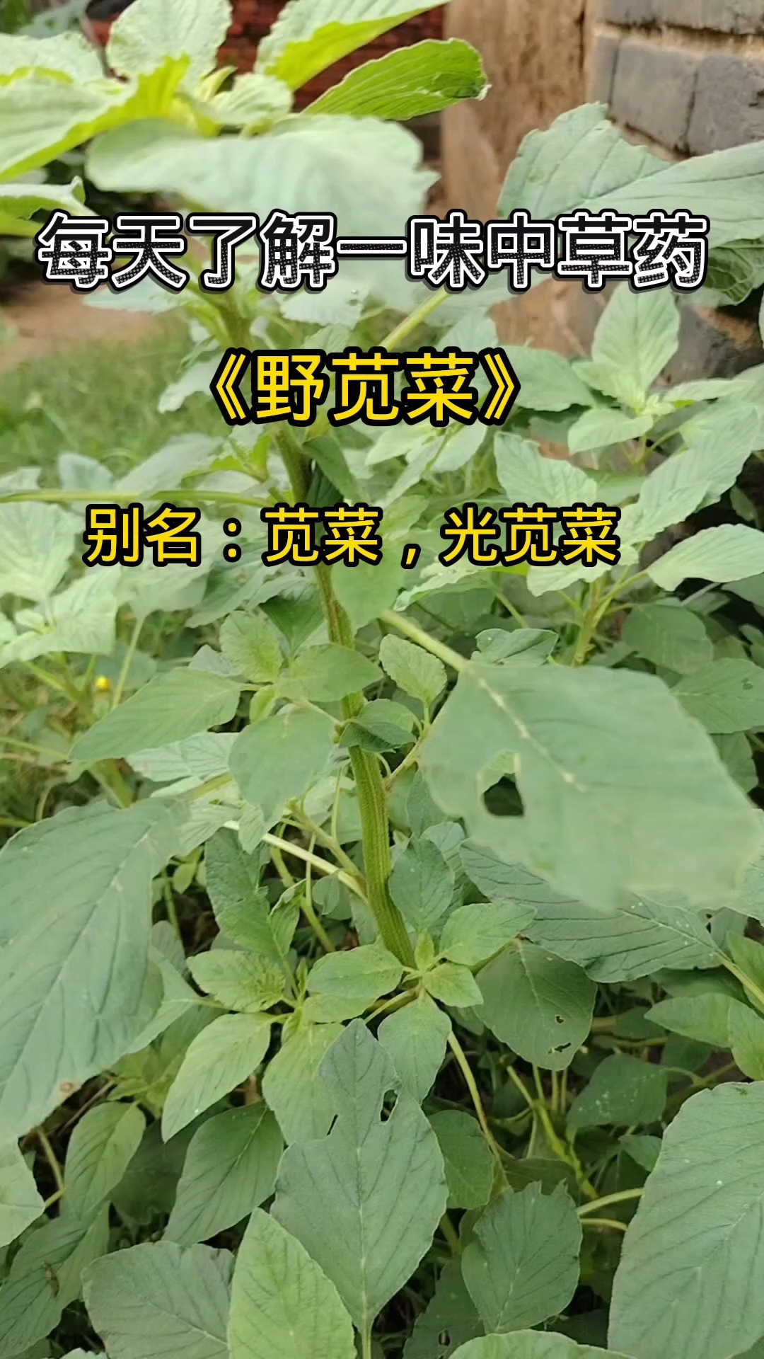 每天了解一味中草药,野苋菜