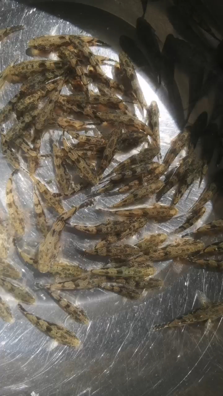 优质笋壳鱼苗