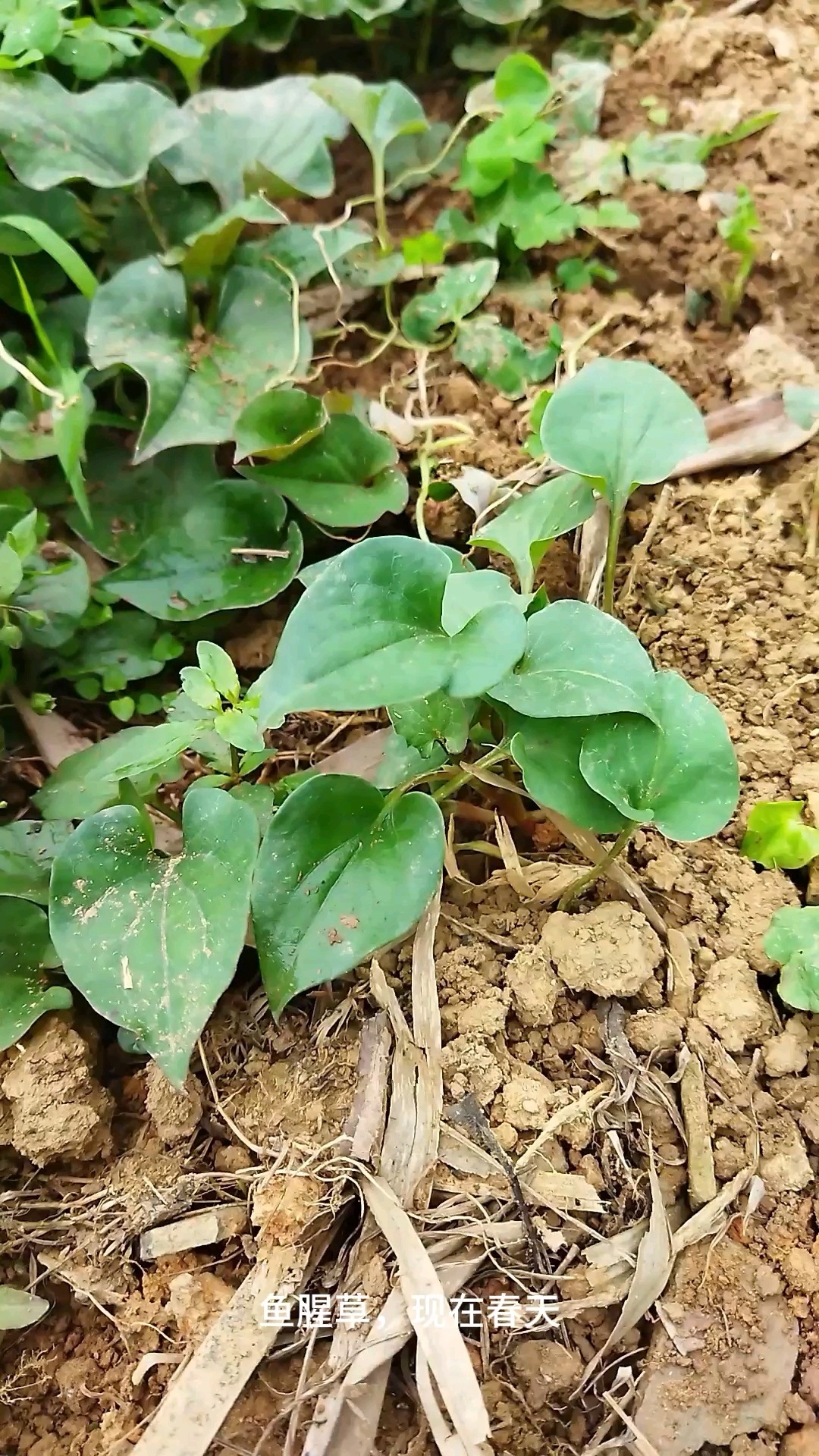 美好的春天里,你吃过这种野菜吗?