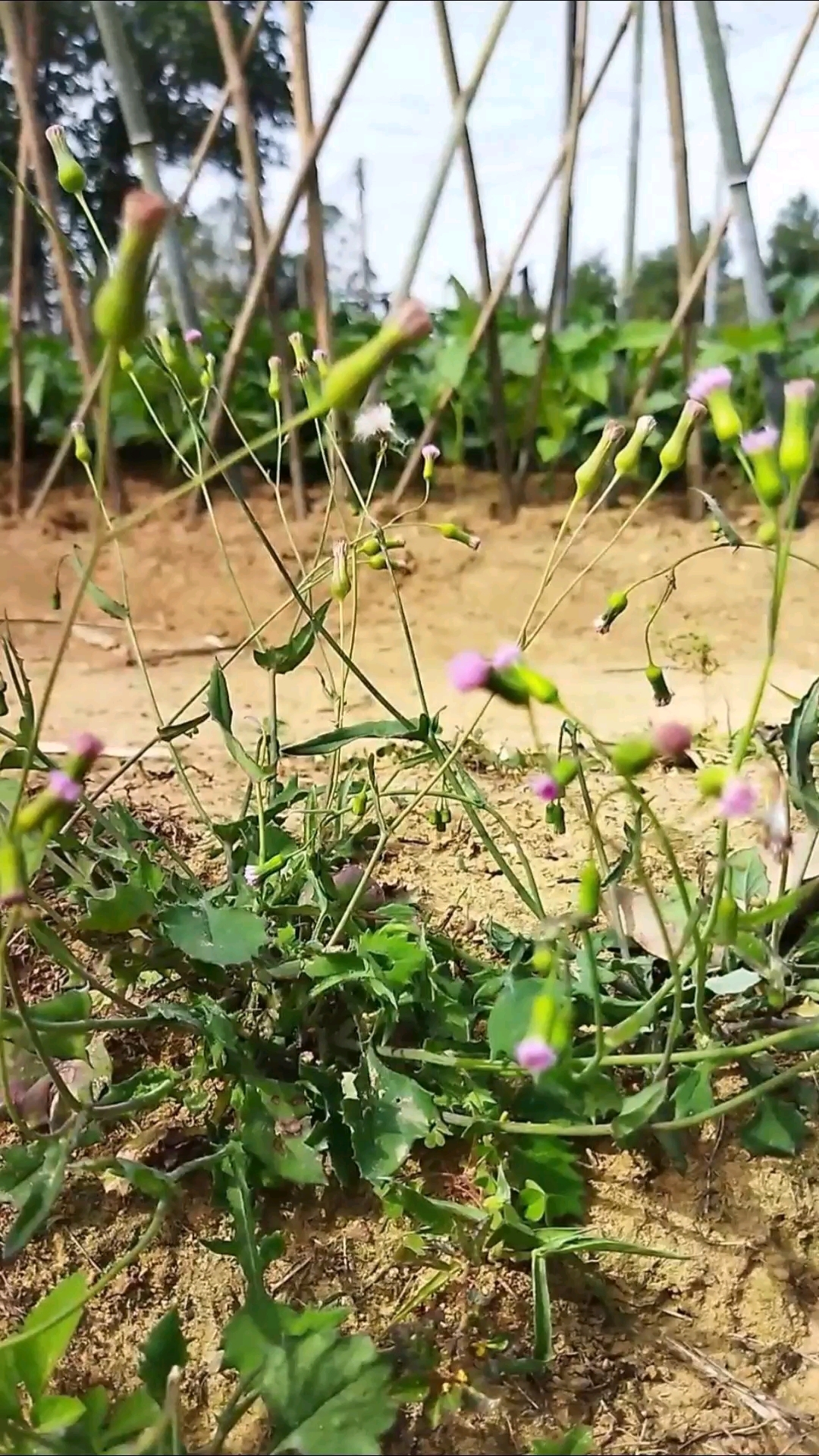 一点红,可以吃的野菜