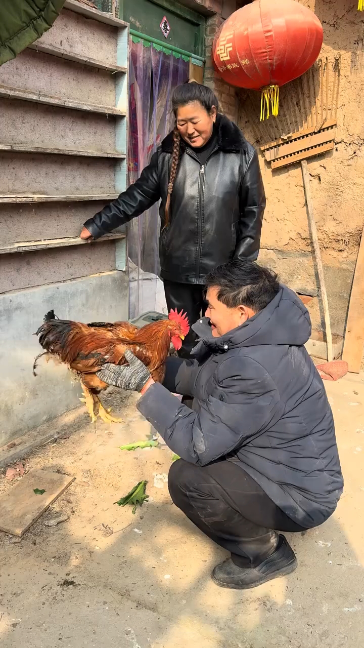 朱之文老师抱着家里的大公鸡爱不释手