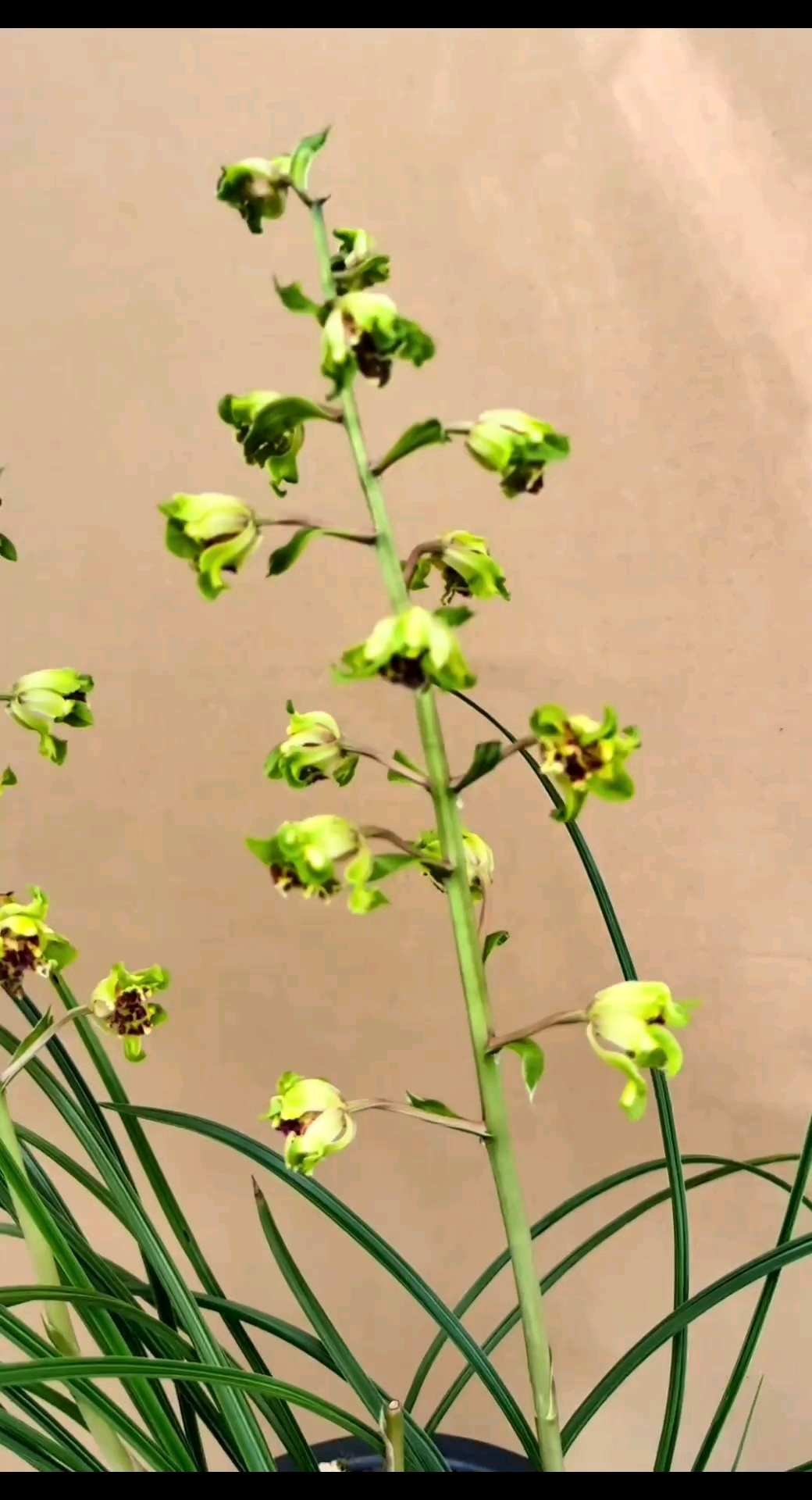 蕙兰大白菜。