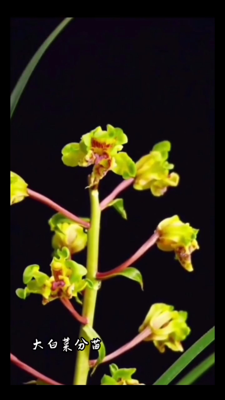 蕙兰大白菜有苗出!
