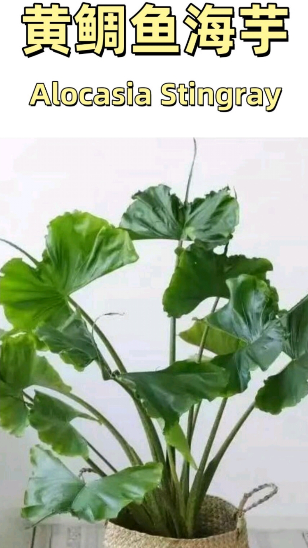 黄鲷鱼海芋锦 Alocasia Stingray var