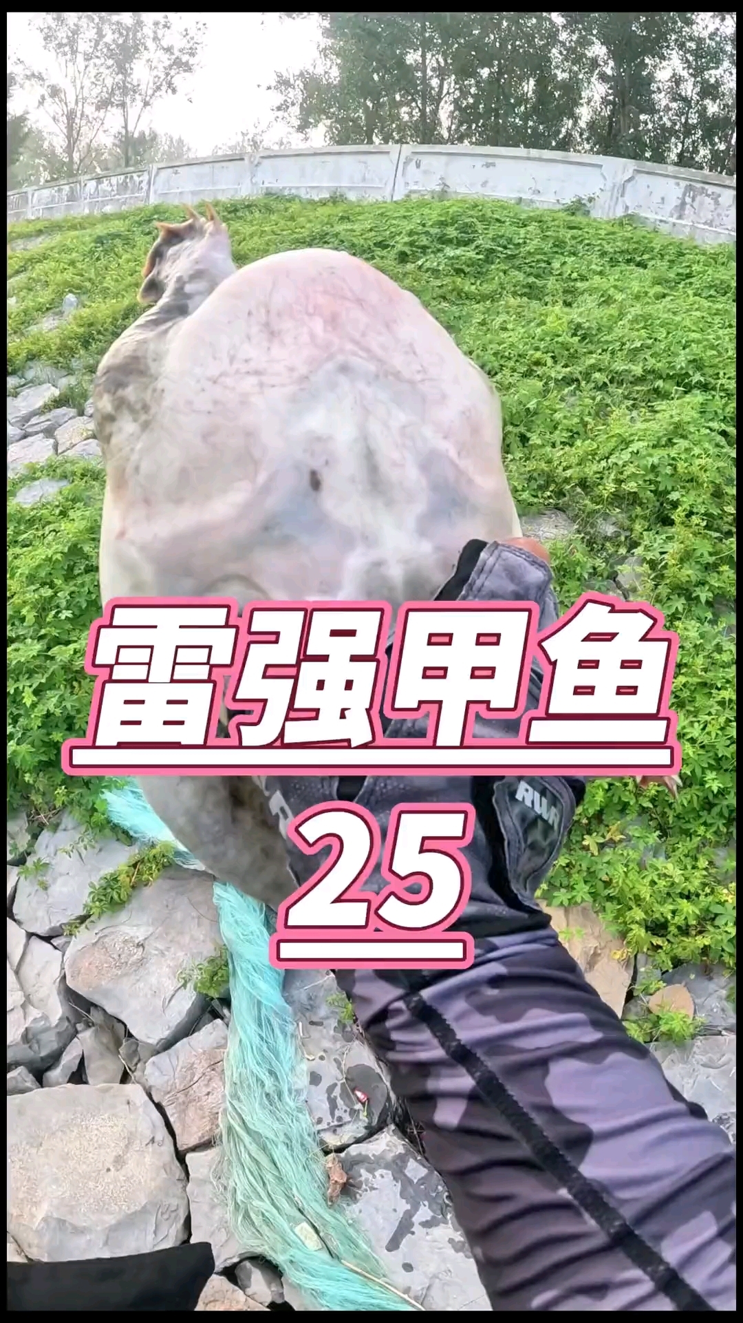 雷强竿打甲鱼一镜到底