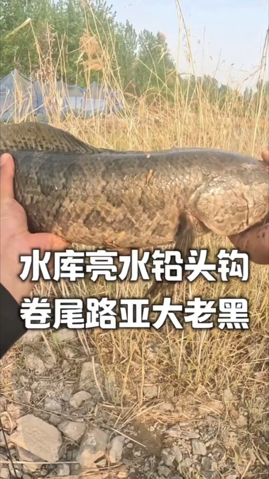 亮水路亚铅头钩黑鱼