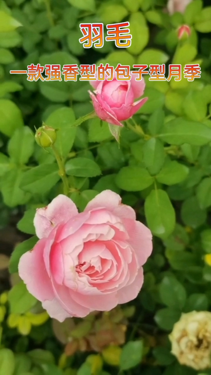 羽毛—一款浓香型多季重复开花的包子型月季