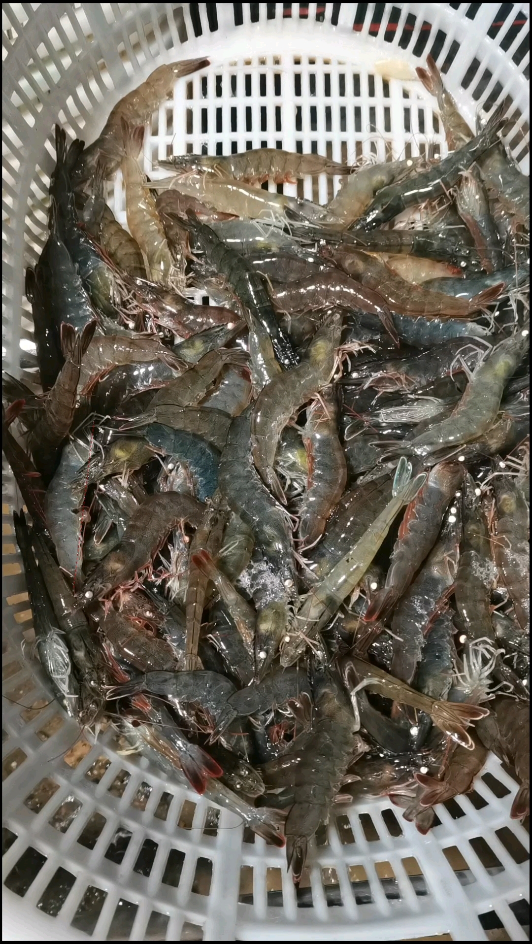 #水产养殖   #海健种苗 优质南美白虾苗