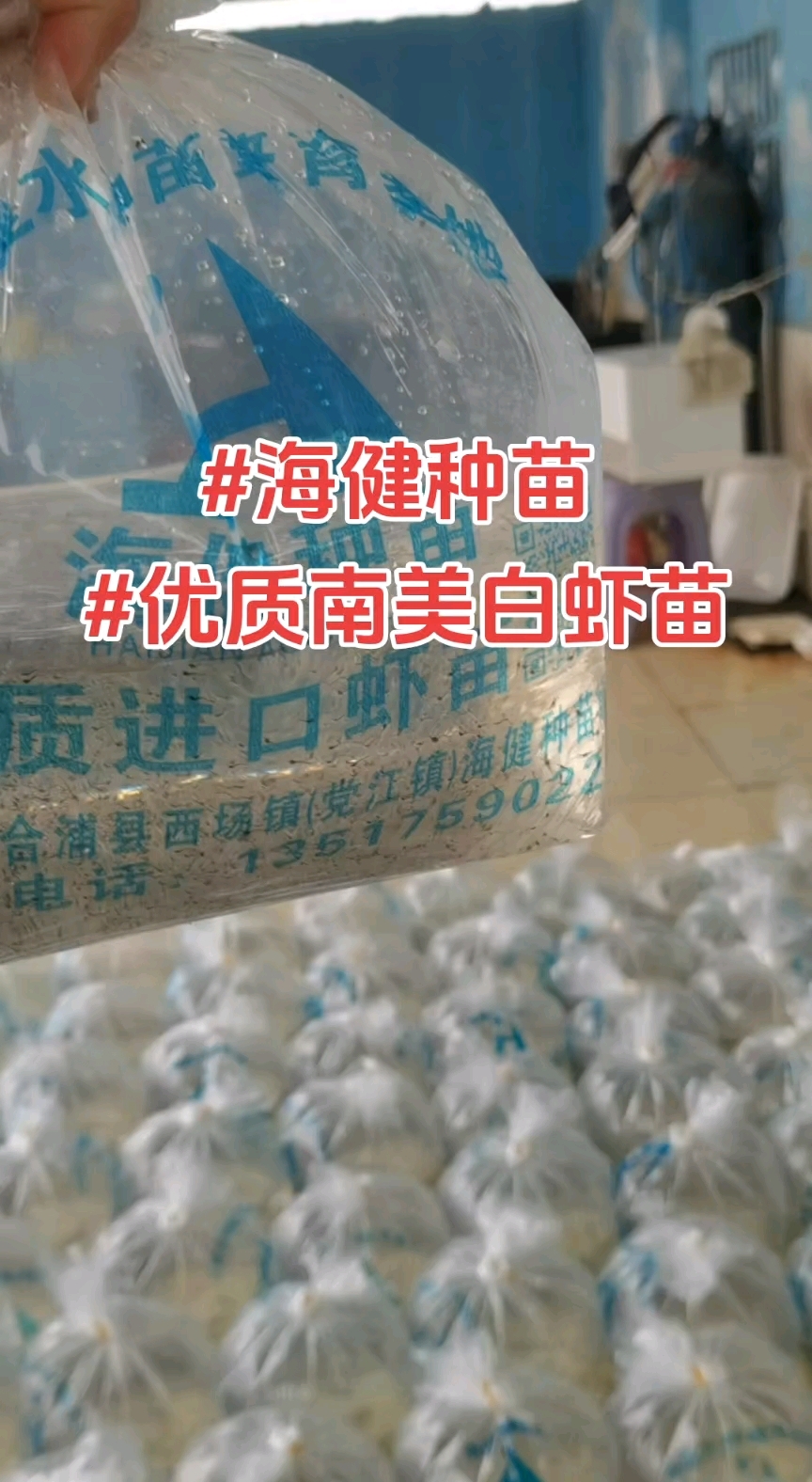 坐标:广西合浦 海健水产种苗场#海健种苗 #优质南美白虾苗