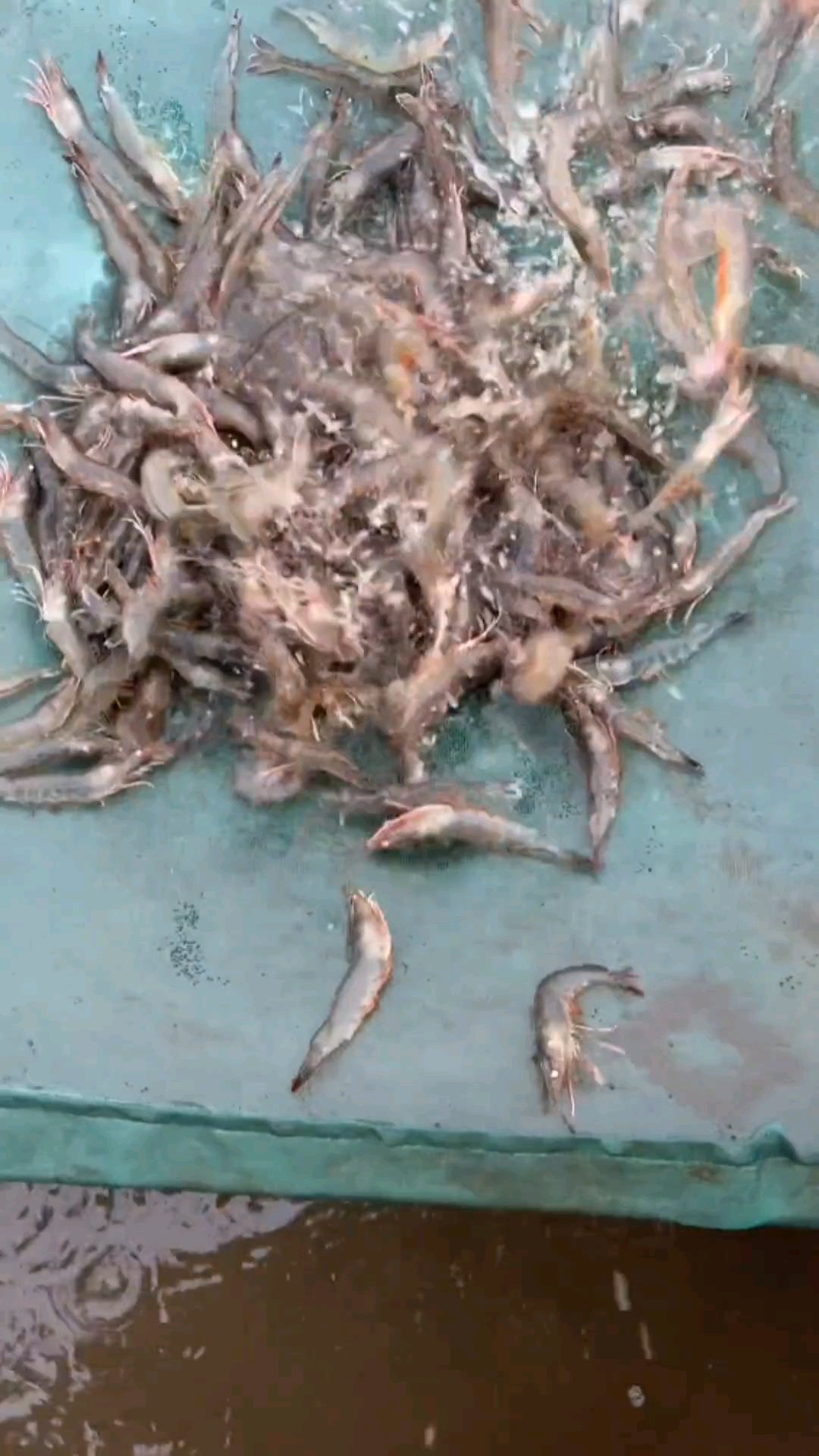 养殖中如何通过看料台去看池塘对虾的情况,你都知道吗?