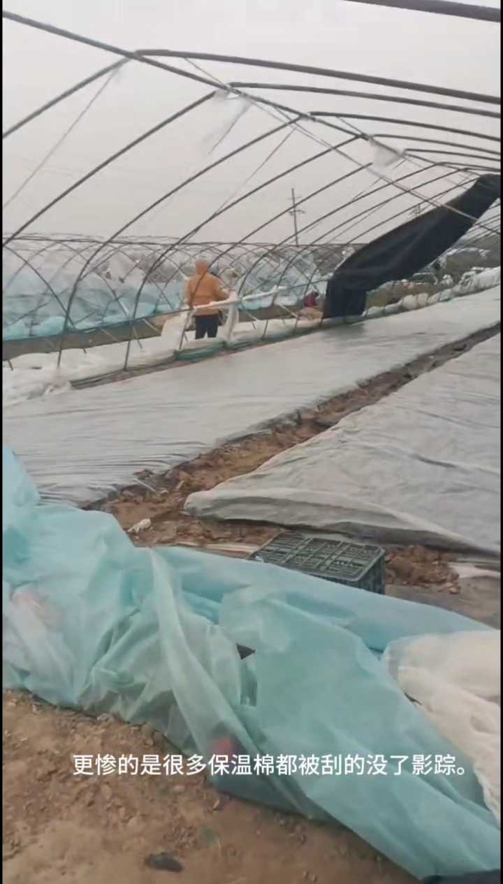 河南暴风把我的百余亩蔬菜大棚吹的稀烂,投入的30多万打了水漂