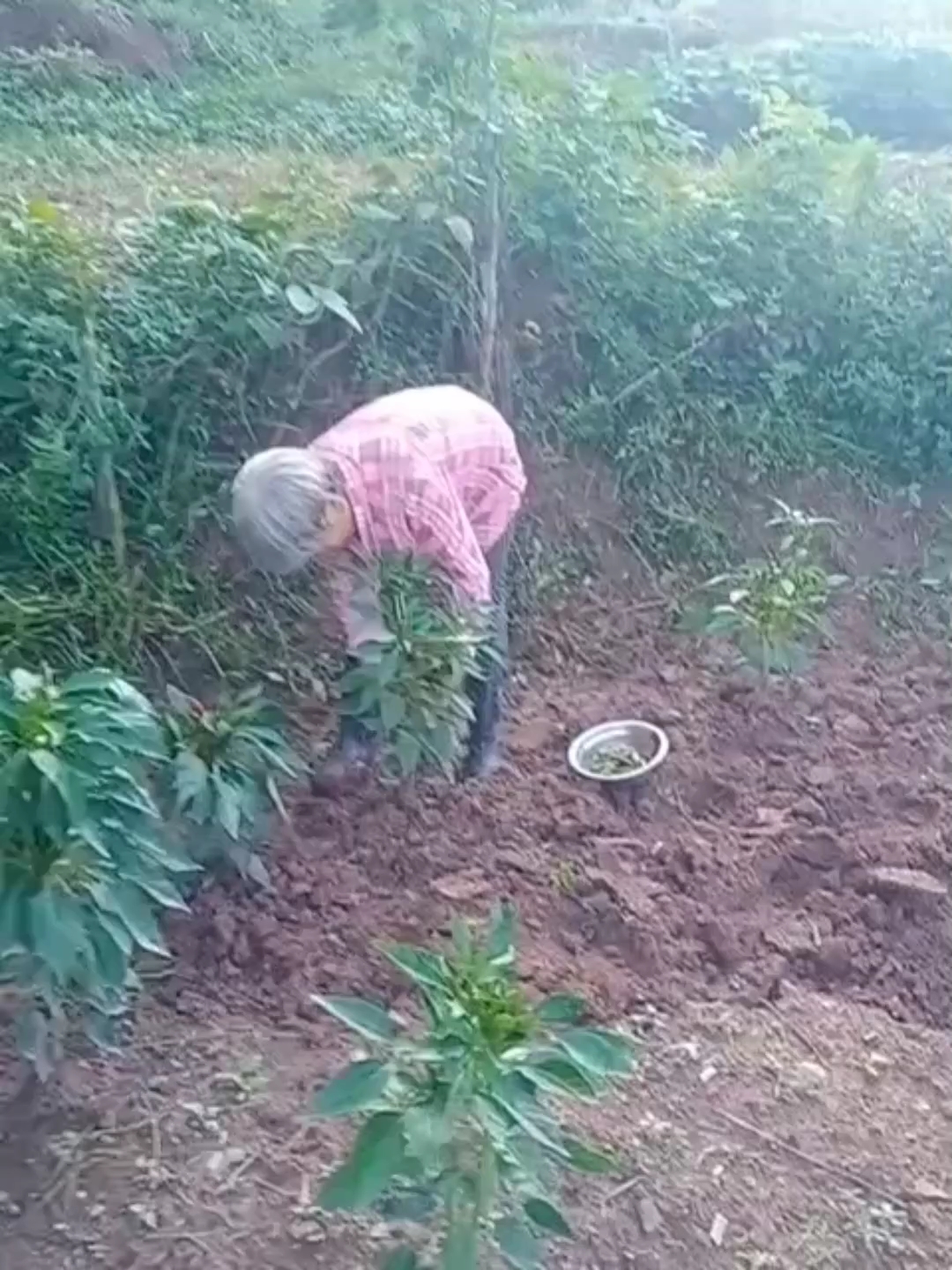 四川家家必备的泡菜罐,川菜好吃的秘诀