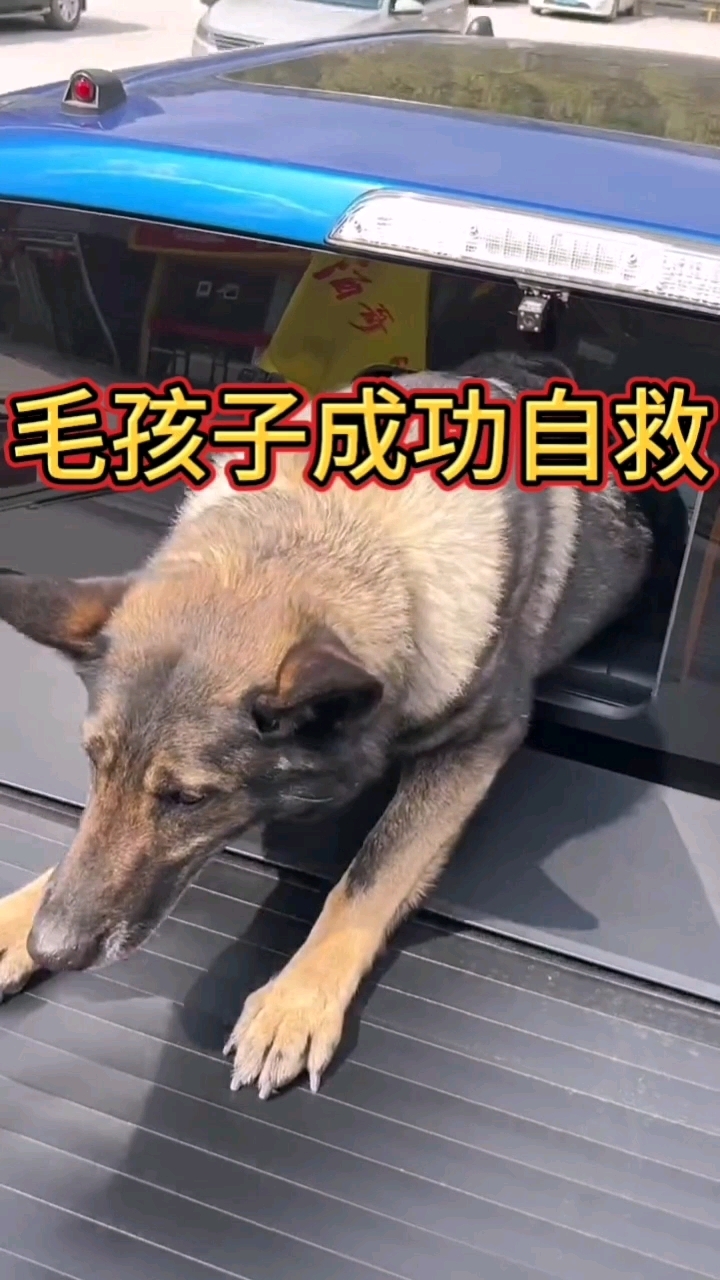 毛孩子自救成功了