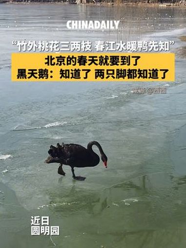 近日,北京春日气温回升,圆明园湖水逐渐化冻。“春江水暖鸭先知”,黑天鹅湖上“脚滑”:知道了