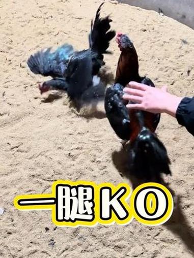 一腿Ko#原创视频 #斗鸡文化 #斗鸡养殖 #斗鸡 #战斗鸡