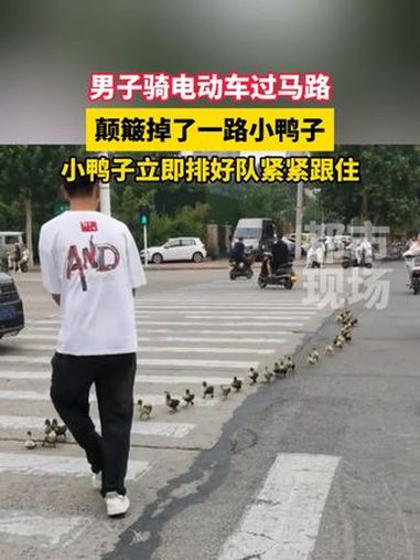 男子骑车载一群小鸭子过马路颠簸掉了,小鸭子立即排好队紧紧跟着 可爱 万万想不到