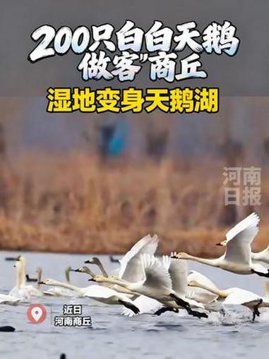 #200余只白天鹅做客商丘 眼下,在河南梁园黄河故道国家湿地公园,200多只白天鹅驻足栖息