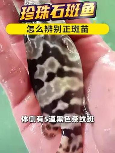 珍珠石斑鱼,怎么辨别正斑苗?石斑鱼养殖技术 石斑鱼养殖 龙昌渔业观